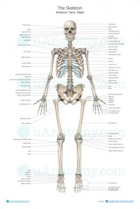 Human Skeleton Anatomy Chart | Human Anatomy Poster - Skeleton