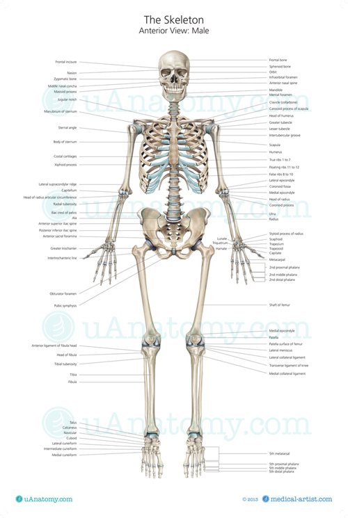 Human Skeleton Anatomy Chart | Human Anatomy Poster - Skeleton